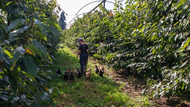 Blick auf Obstbäume, dazwischen läuft eine junge Frau weg, hinter ihr eine Gruppe Hennen.