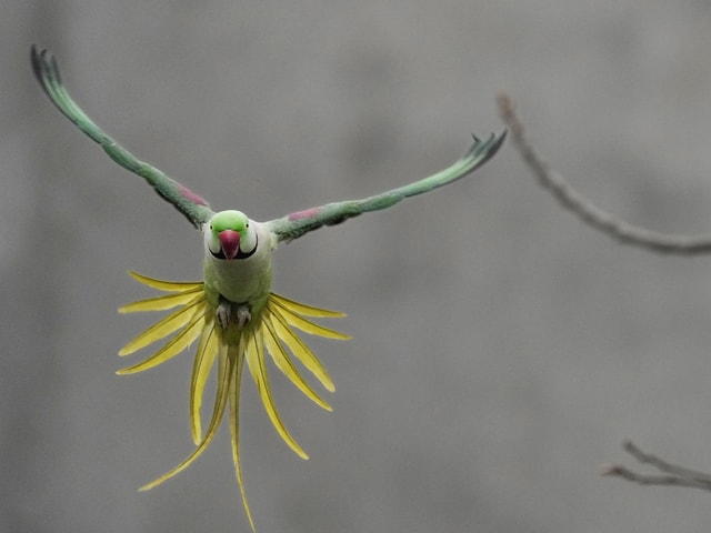 Ein farbiger Vogel in der Luft.