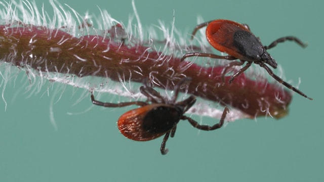 Zwei Zecken-Weibchen lauern auf einem Gänseblümchen auf das nächste Opfer.