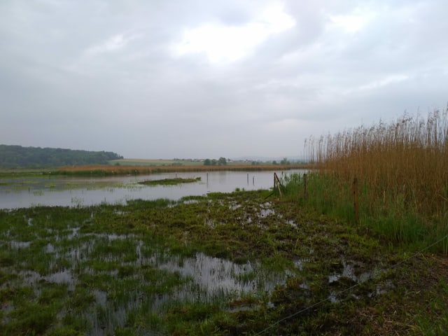 Neeracherried im Regen