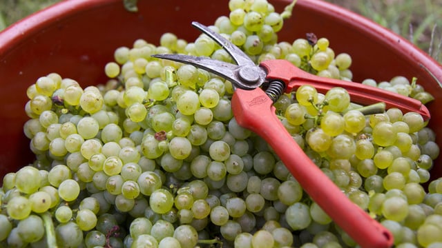 Weisse Weintrauben in einem Bottich mit einer Gartenschere.