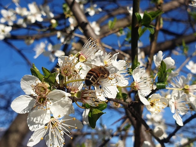 Im Tessin sind bereits die Bienen fleissig.