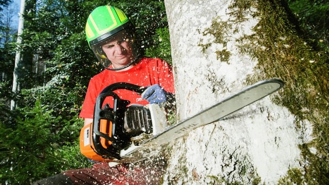 Forstwart Daniel sägt einen Baum an.