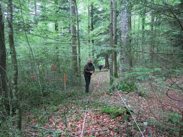 Eine Person steht im Wald und legt Linien.