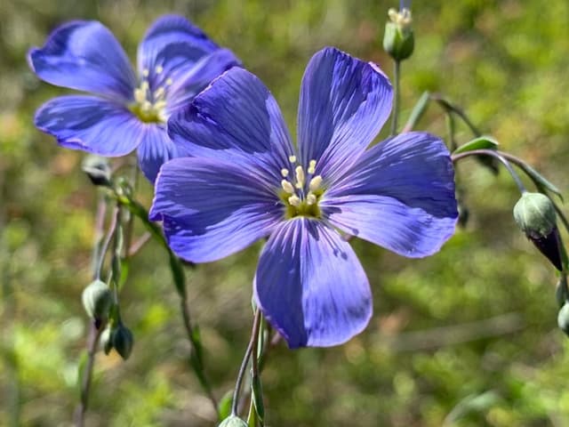 Auf dem Bild ist der ausdauernde Lein zu sehen. Eine kleine, violette Blume.