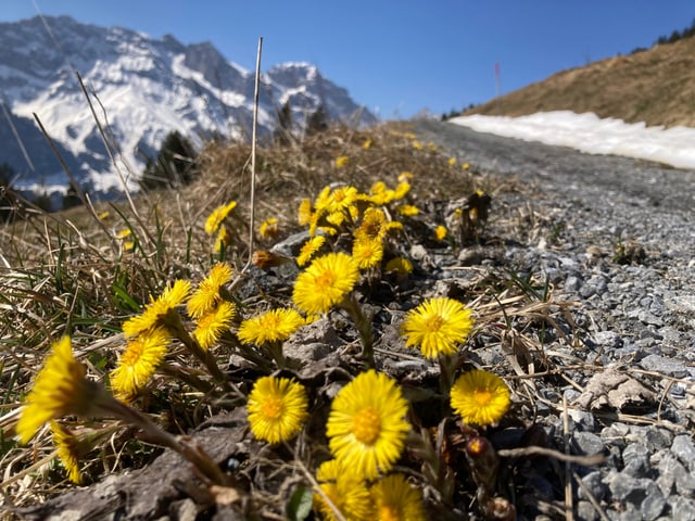 Ein Hauch von Frühling ist auch in Engelberg angekommen!