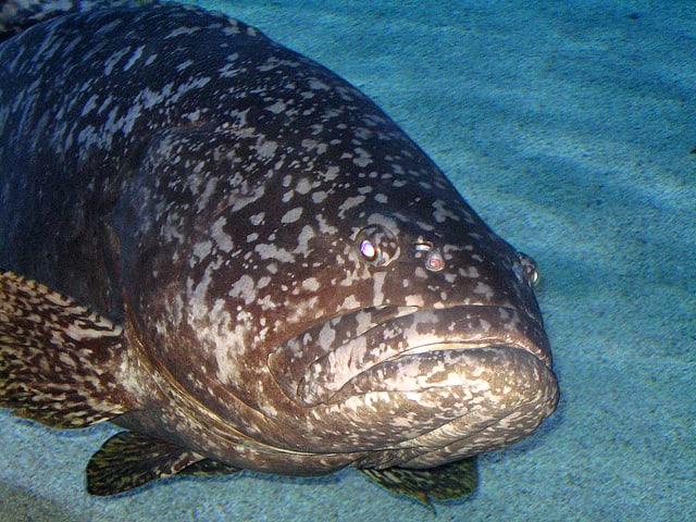 Violetter Zackenbarsch liegt reglos am Grund eines Aquariums. 