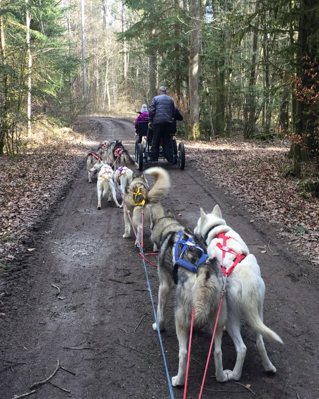 Huskys ziehen einen Wagen durch den Wald.