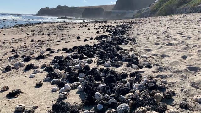 Sandstrand mit toten Seeigeln