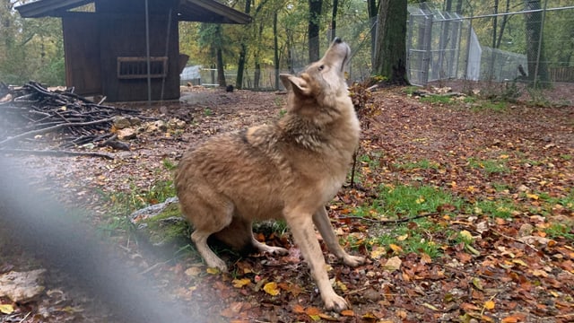 Wolf kauert in Gehege