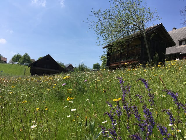 Blumenwiese mit Wildblumen