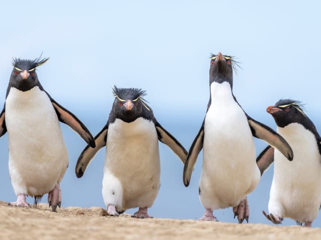 Vier Felsenpinguine gehen nebeneinander.