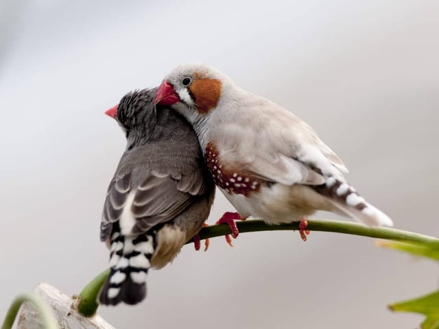 Zwei Zebrafinken kuscheln auf einem Zweig.