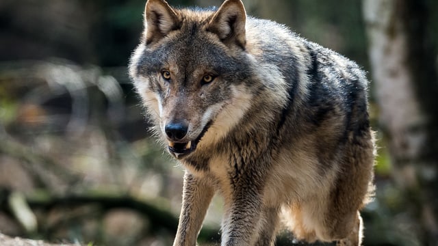 Ein Wolf in einem Wald