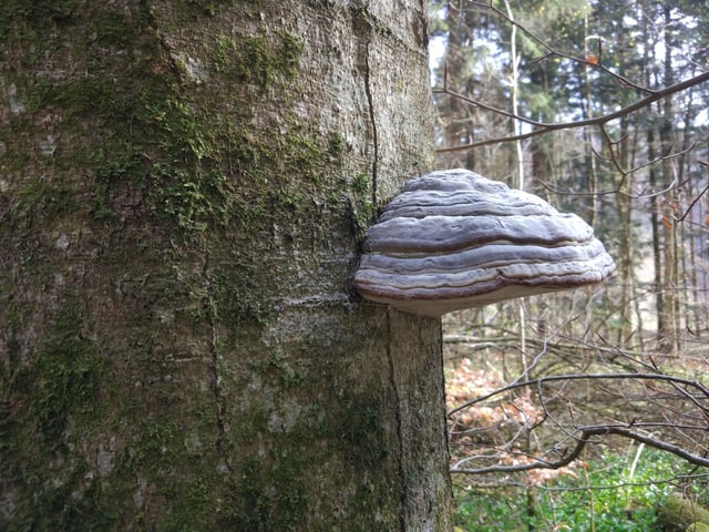 Zunderschwamm an Baumstamm