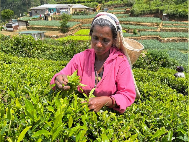 Teepflückerin auf einer Plantage in Sri Lanka