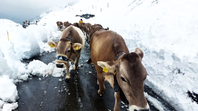 Viel Schnee in den Bergen