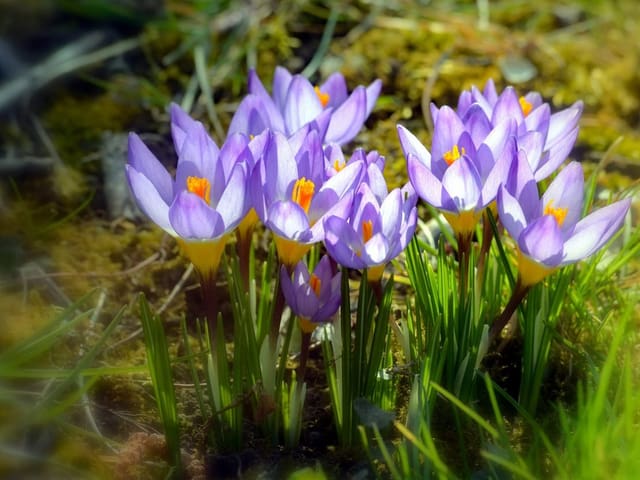 Zarter Frühlingsgruss