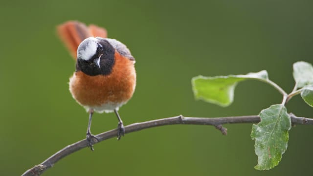 Gartenrotschwanz Männchen