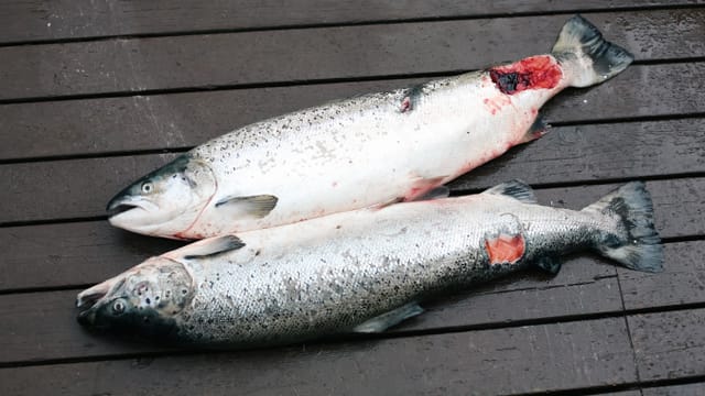 Auf dem Bild sind zwei verletzte Fische zu sehen.