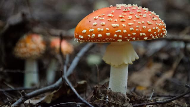 Foto von einem Fliegenpilz