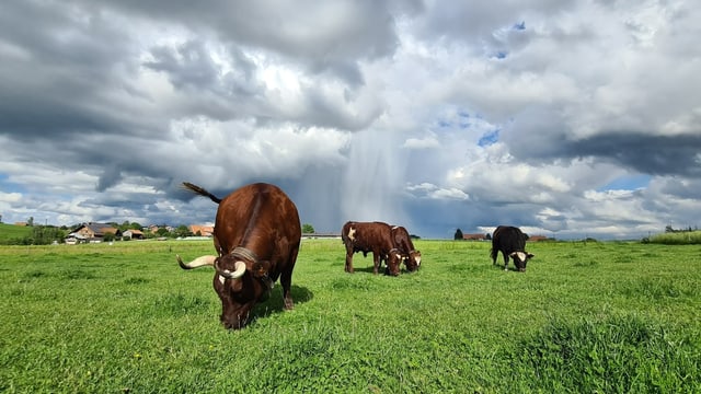 Kühe auf einer grünen Wiese unter bewölktem Himmel.