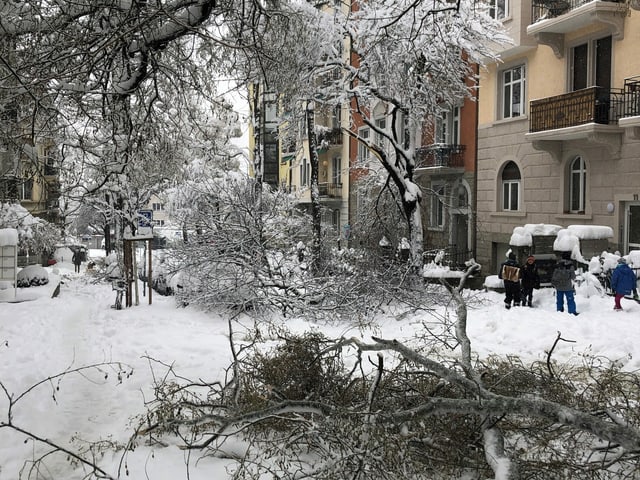 The branches lie on the snow-covered road.