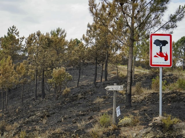 Ein Wald nach einem Waldbrand