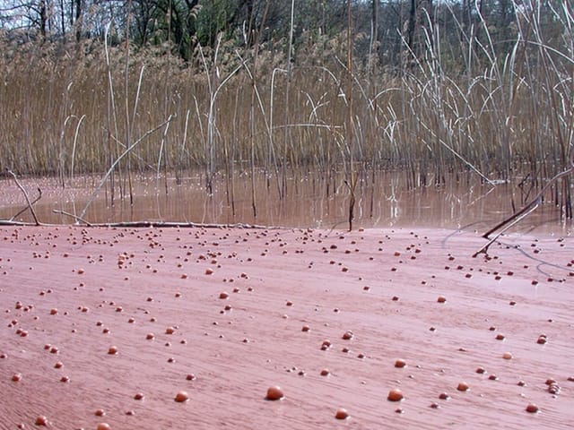 Farbige Blüte in einem See.