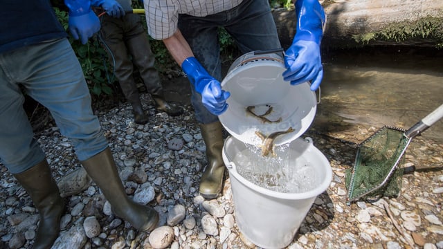 Fischer mit Wasserkübeln. Die Fische werden wegen der Hitze aus dem Wasser gefischt.