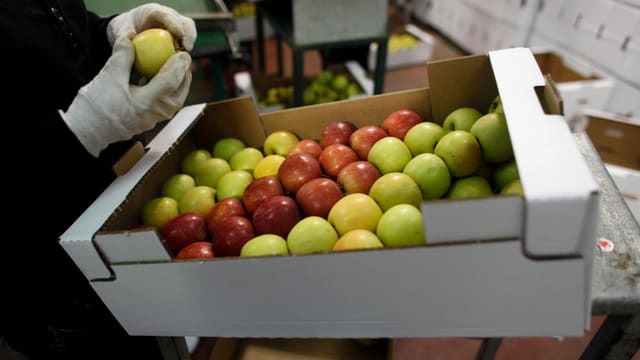 Äpfel aus den Golanhöhen.