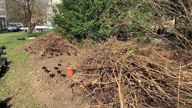 Asthaufen sollen Tieren im Botanischen Garten Unterschlupf und Lebensraum bieten.