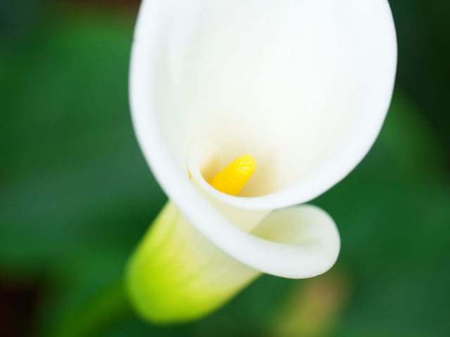 weisse Calla