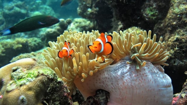 Zwei Clownfische schwimmen in einer Anemone.