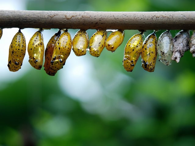 Wissen - Von der Raupe zum Schmetterling - Zambo - SRF