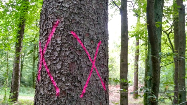 Baum mit roten Kreuzen auf Stamm.