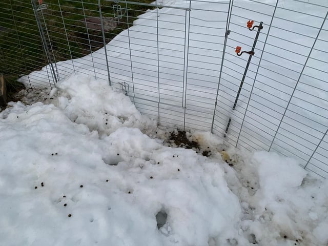 Hasentunnel im Schnee