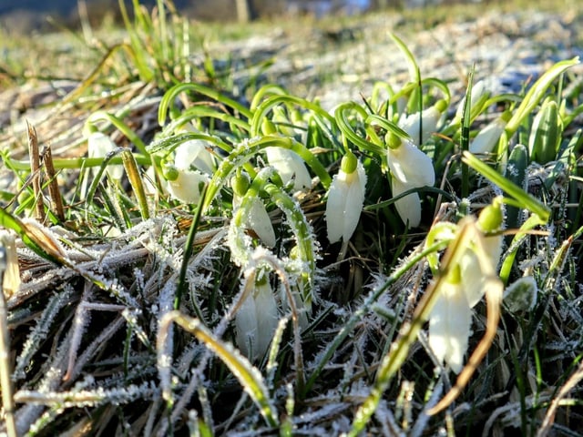 Schneeglöckchen mit Reif.