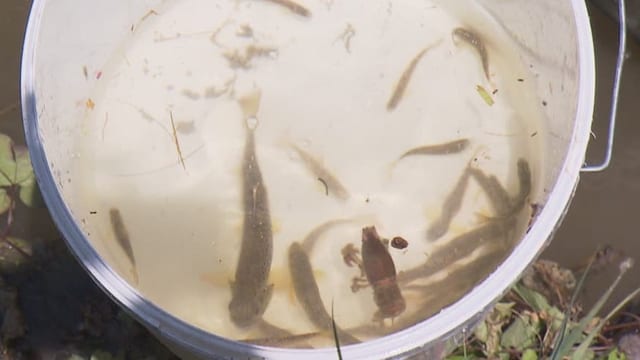 Kleine Fische in weissem Kessel.