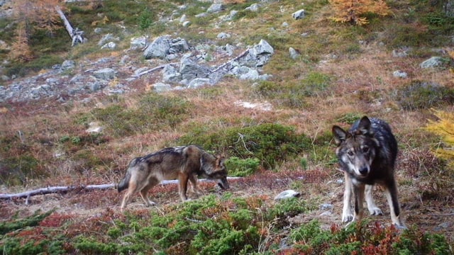  Zwei Wölfe im Oberwallis, aufgenommen im November 2016.