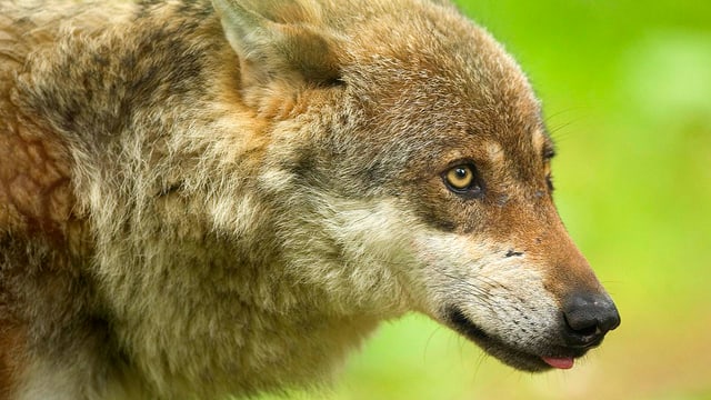 Wolf, der verängstigt aussieht