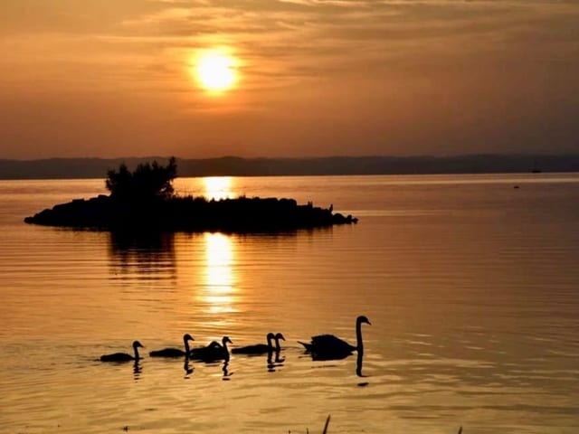 Bodensee bei Sonnenaufgang im goldenen Licht mit Schwannenfamilie.