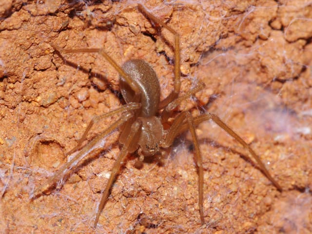 Braune Spinne an einer lehmfarbenen Wand.