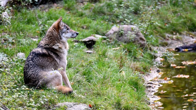 Der Wolf am Bach