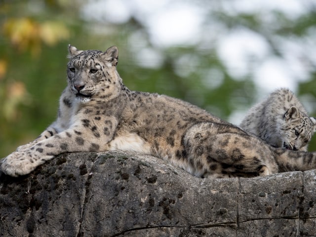 Schneeleopard im Zoo Basel.