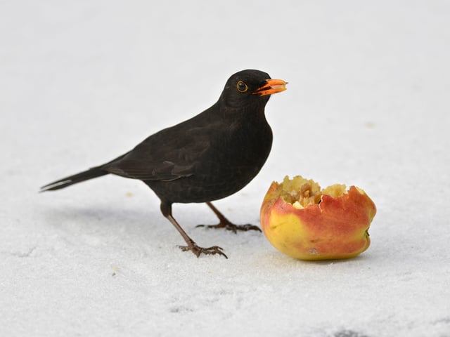 Amsel