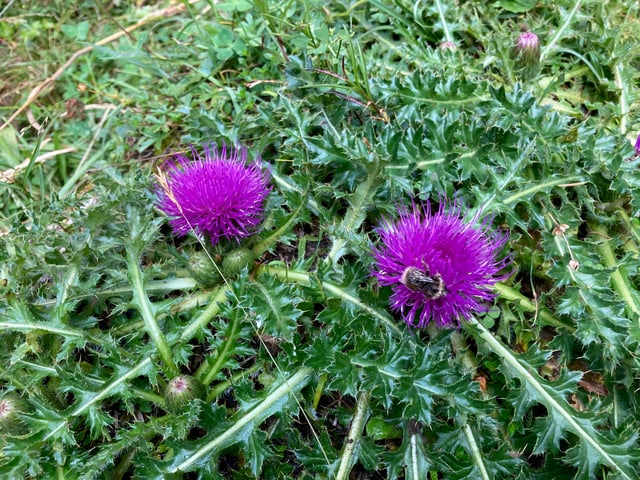 Stängellose Kratzdistel