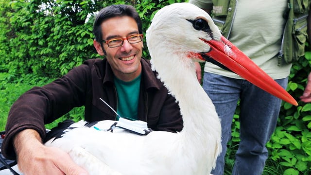 Ein Mann hält einen Storch, auf dem ein Sender befestigt ist