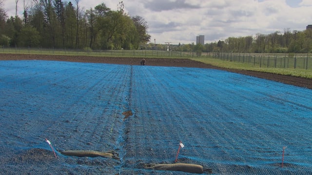 Feld im zürcherischen Reckenholz.