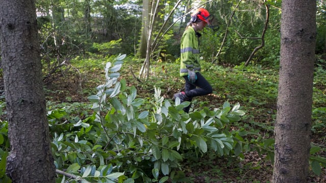 Kirschlorbeer im Wald und Förster, der ihn entfernt